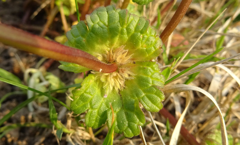 Lamium amplexicaule - Lamiaceae (Labiatae)